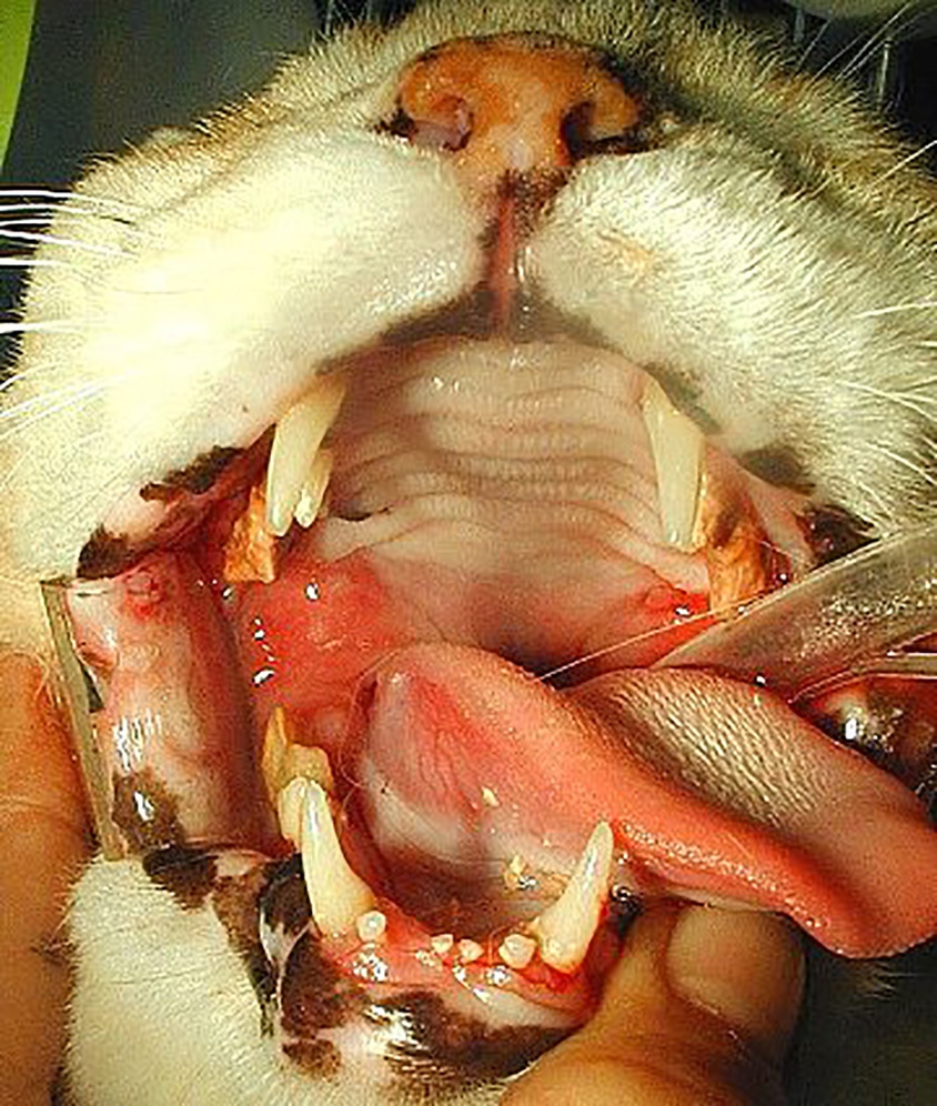 歯科 猫の診療 Grow-Wing Animal Hospital