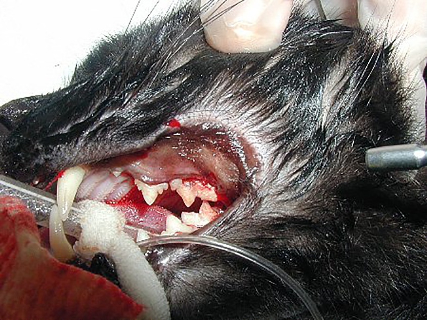 ネコ　歯肉炎　骨吸収